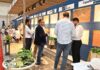 Stone Africa 2026: Bringing Natural Stone Suppliers and Buyers Together in Cairo